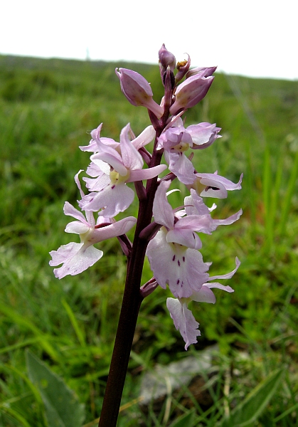 Orchis colemanii - variazioni cromatiche